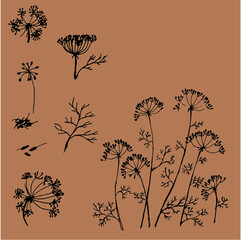 dill flowers, inflorescences, leaves, dill seeds