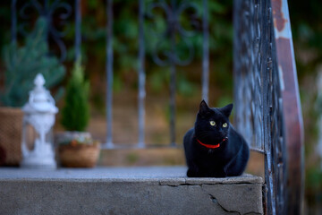 Schwarze Katze sitzt auf der Terrasse eines Hauses