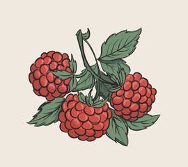 Hand drawn drawing of red raspberry with leav. Vintage vector illustration. - 558699821