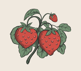 Hand drawn drawing of red strawberry with leav. Vintage vector illustration. - 558699823