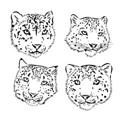 Snow leopard , hand drawn doodle, sketch in pop art style, vector illustration