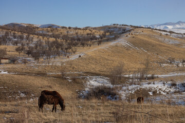 horses graze on slightly snowy hills with dry yellow grass