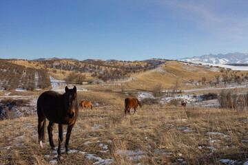 horses graze on slightly snowy hills with dry yellow grass