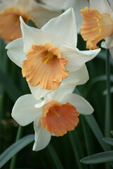 Narcisse orange et blanc au jardin au printemps