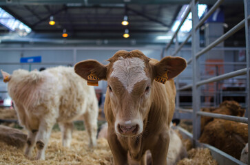 Portrait of a calf at a cattle fair