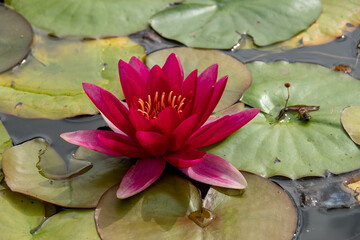 beautiful bright red water lily amongst green lily pads