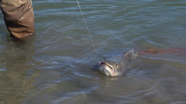 Fisherman fight with hucho taimen bin Mongolian river. Catch and release on a sunny day, freshwater fish.