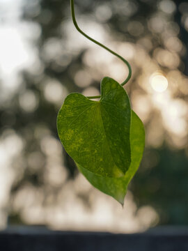close-up of green leaves, Tinospora cordifolia local name guduchi, and giloy, full of medicinal properties, used as Ayurveda medicine