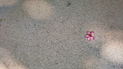 A red white plumeria flower on rough cement floor