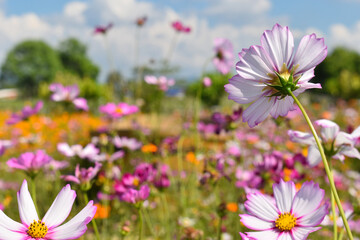 Beautiful colorful cosmos flowers blooming in meadow