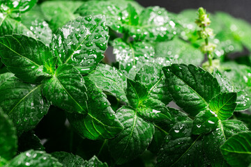 Rama Tulsi, the Indian Holy Basil, selective focus. Ocimum sanctum plant, ayurvedic herb
