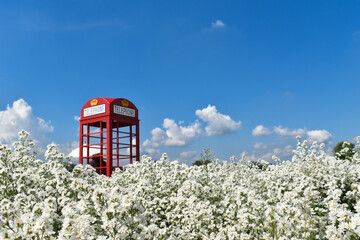 white daisy flowers in the meadow on the blue sky background