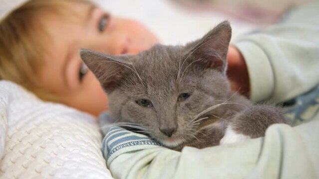 Portrait of Funny Little Boy Cuddling Gray Kitten Lying in a Bed. Pet and Children Concept. Young Cat and Happy Smiling Kid Sleeping Together at Home. Kitty Lovely Resting. Love to Animals. Close Up
