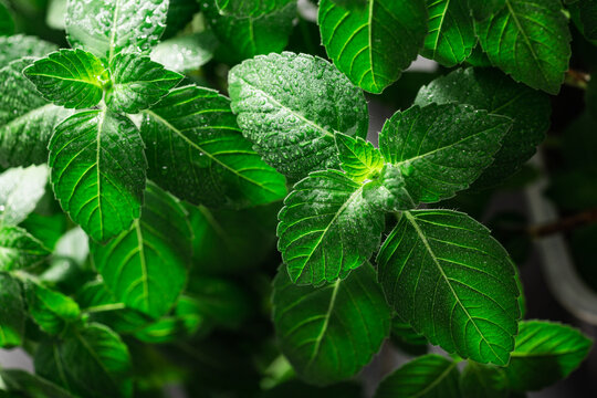 Rama Tulsi, the Indian Holy Basil, selective focus. Ocimum sanctum plant, ayurvedic herb