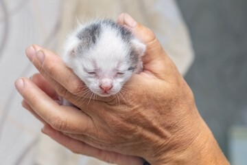 An old grandfather holds a small cute kitten in his hands. Love for animals