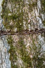 tree trunk in the forest with a chain in their mossi bark