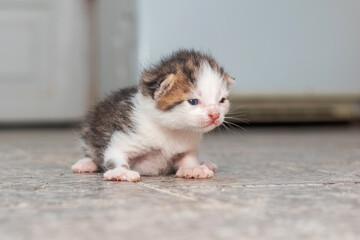 A small kitten in a room on the floor. The kitten takes its first timid steps
