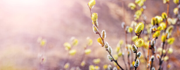 Willow branches with fluffy catkins in the forest on a blurred background