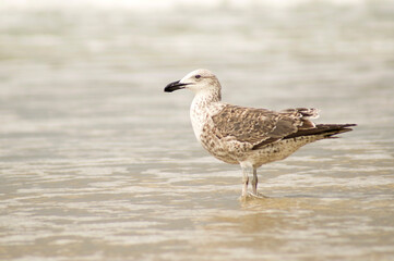 Seagull at shallow water on beach
