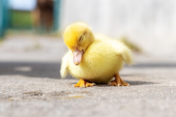 A small yellow duckling is sleeping sitting on the farm yard in sunny weather
