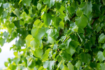 Linden branches with young fresh leaves  in sunny weather