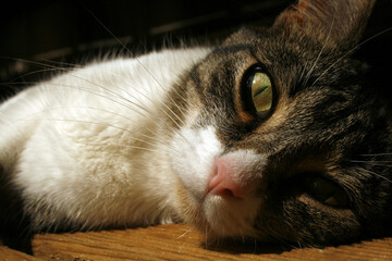 Portrait de chat en gros plan, regard de chat