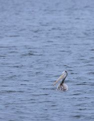 pelican swimming in the water