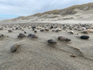 stones and shells on the beach