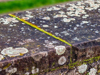 Flechten auf Sandsteinmauer
