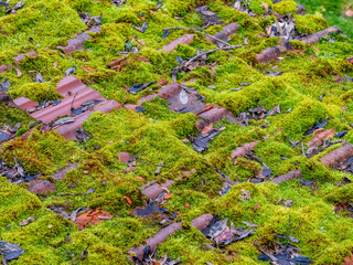 Feuchtes Moos auf altem Dach