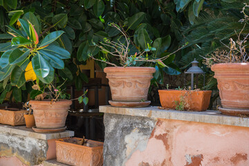 Clay pots standing on a stone wall, Ficus elastica tree and others exotic plants in the background....