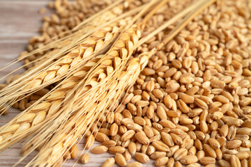 Grains and wheat ears from organic agriculture farm.