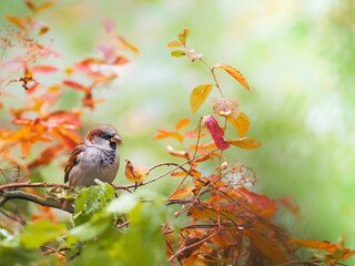 Sparrow song bird inside tree