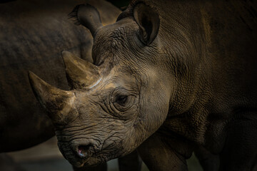 Portrait rhino - african, famous animal