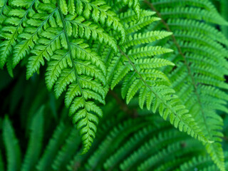 Beautiful leaves of a fern, a close-up shot. Dense green foliage, macro. Green fern plant in close up