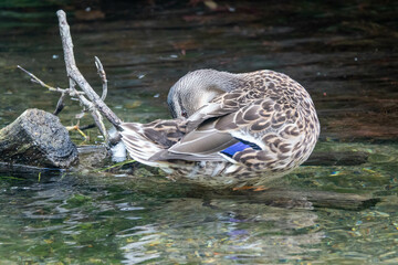 female mallard duck preening her feathers balanced on a tree trunk in the river