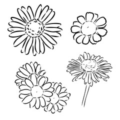 Daisy flower line art drawing. Vector hand drawn engraved illustration. Wild Chamomile black ink sketch. Wild botanical garden bloom. Great for tea packaging, label, icon, greeting cards, decor