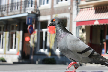 Pigeon en gros plan dans une rue