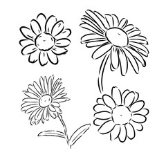 Daisy flower line art drawing. Vector hand drawn engraved illustration. Wild Chamomile black ink sketch. Wild botanical garden bloom. Great for tea packaging, label, icon, greeting cards, decor
