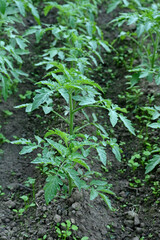 closeup the bunch ripe green tomato plant with brown soil soft focus natural grey brown background.