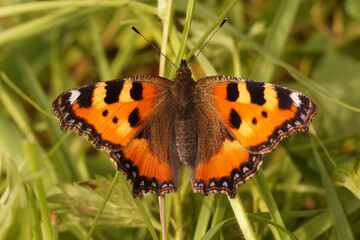 Closeup on a Small tortoiseshell butterfly, Aglais urticae sitting with spread wings