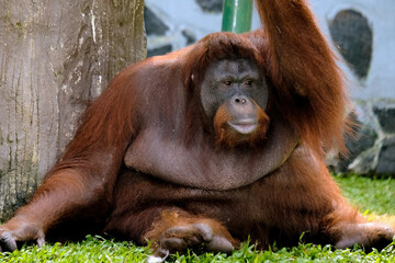 bornean orangutan