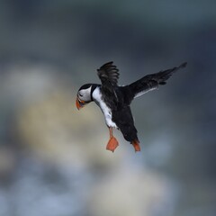 Puffin