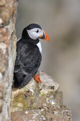 Puffin