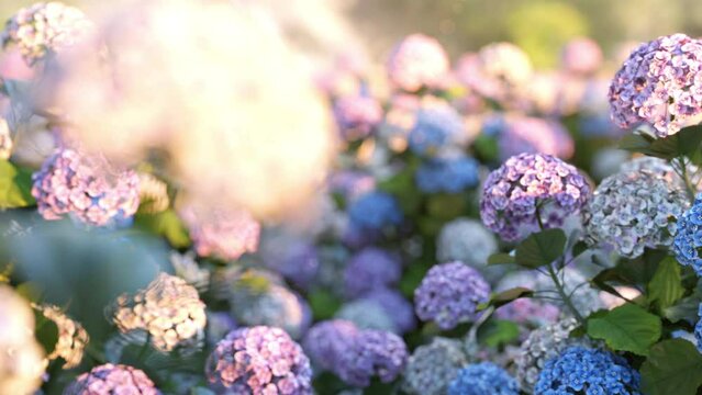 Slow motion Closeup macro  purple hydrangea flowers flora in the garden with sunrise background. 3D animation.