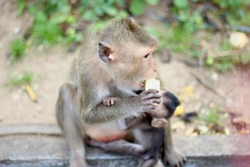 A monkey holding a baby monkey eating bananas on the sidewalk.