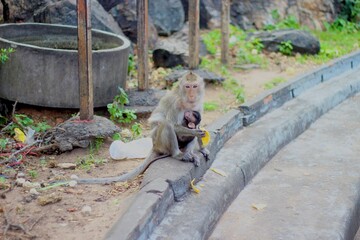 A monkey holding a baby monkey eating bananas on the sidewalk.