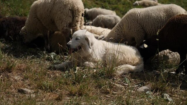 Moutons gardés par un Patou dans les Alpes
