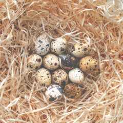 Obraz premium Quail eggs in a straw nest. Diet.