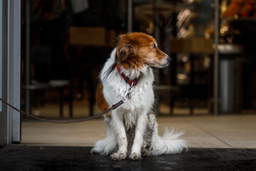 Cute puppy waiting for his owner outside a store 